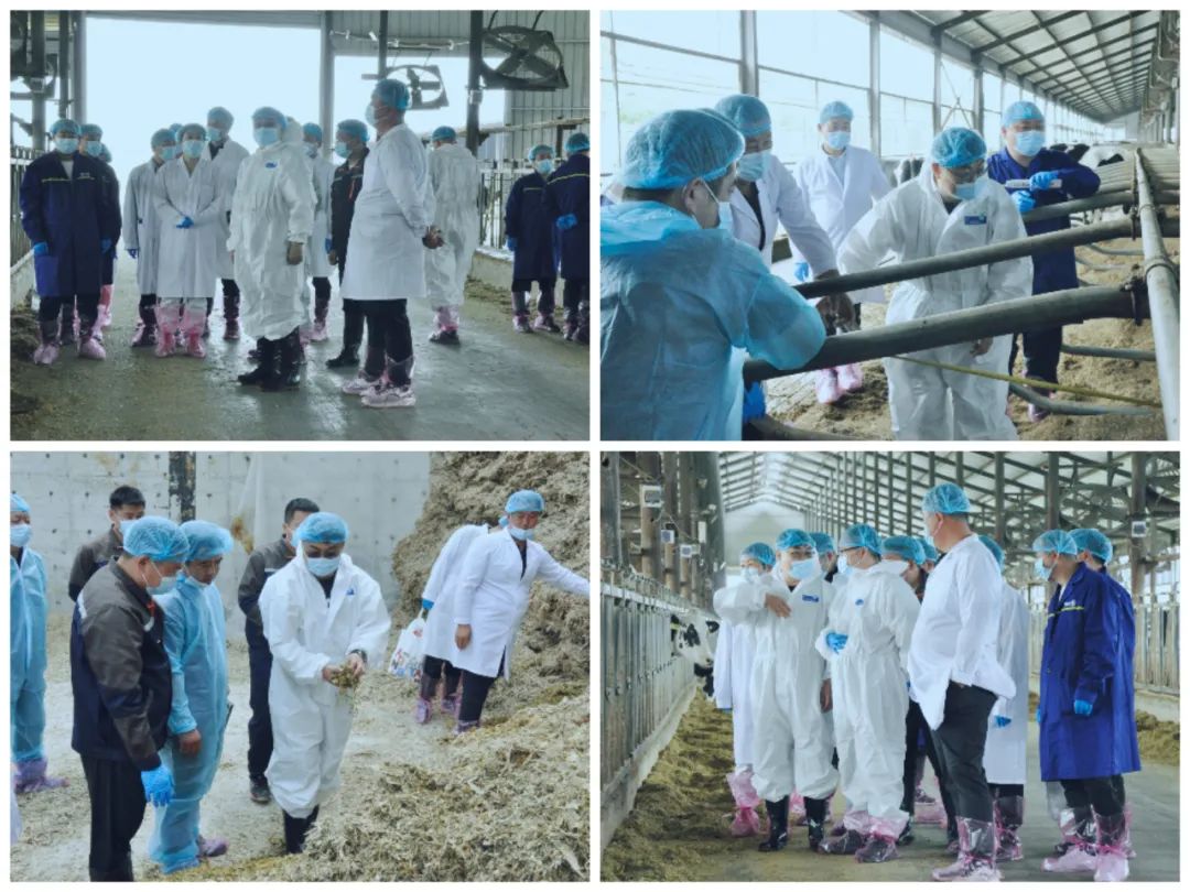 花花牛丨國家奶牛產業技術體系首席科學家、中國農業大學教授李勝利一行蒞臨花花牛魯山瑞亞參觀調研 花花牛丨國家奶牛產業技術體系首席科學家、中國農業大學教授李勝利一行蒞臨花花牛魯山瑞亞參觀調研