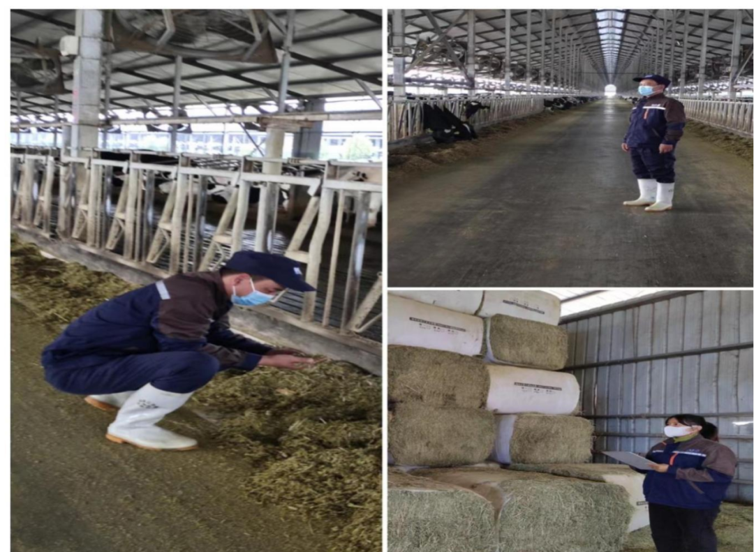 花花牛丨點點微光匯星河——養殖事業部抗疫保生產側記 花花牛丨點點微光匯星河——養殖事業部抗疫保生產側記