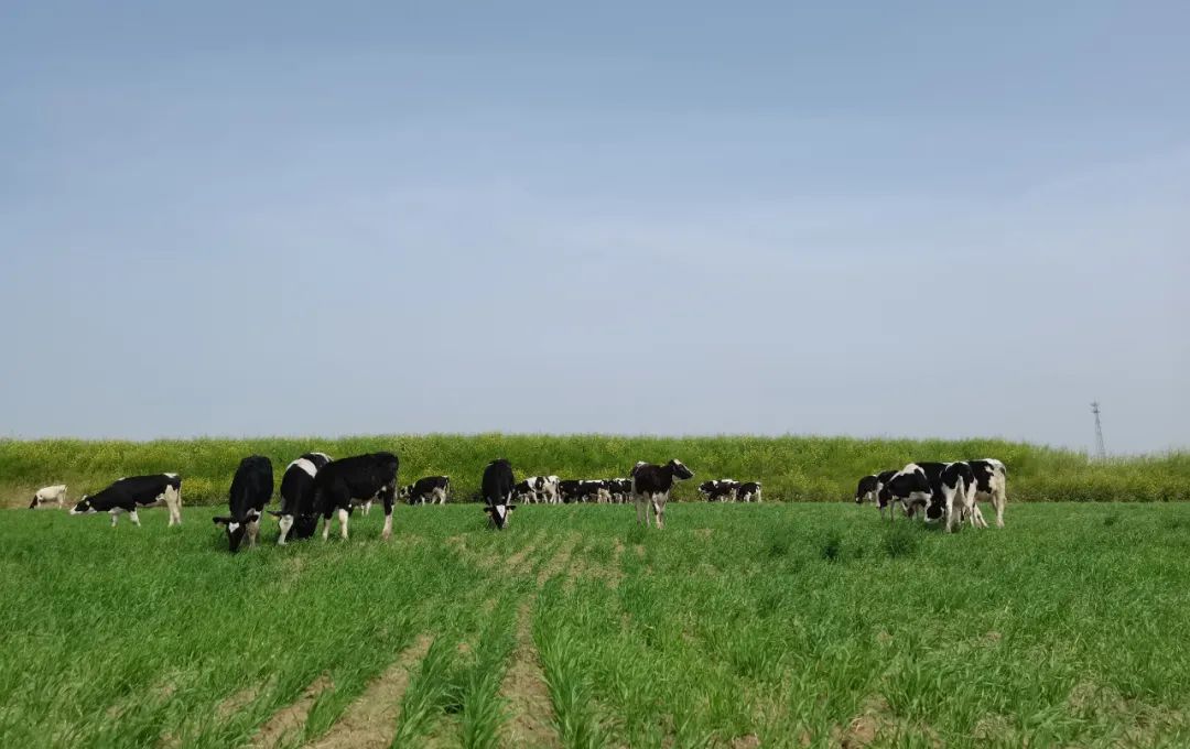 繼往開來 · 再創輝煌 | 花花牛乳業集團召開9月營銷、養殖及飼料月度經營工作會議