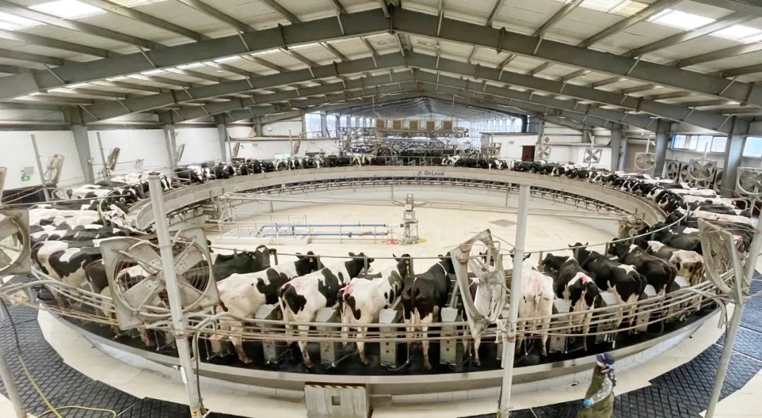 凝心聚力·贏創(chuàng)未來 | 花花牛乳業(yè)集團召開營銷、養(yǎng)殖及飼料經(jīng)營工作會議 凝心聚力·贏創(chuàng)未來 | 花花牛乳業(yè)集團召開營銷、養(yǎng)殖及飼料經(jīng)營工作會議