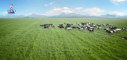 榮譽(yù) | “百家牛場(chǎng)青貯質(zhì)量評(píng)鑒活動(dòng)”花花牛新蔡瑞亞牧業(yè)、河南合源乳業(yè)分別榮獲一、三等獎(jiǎng)