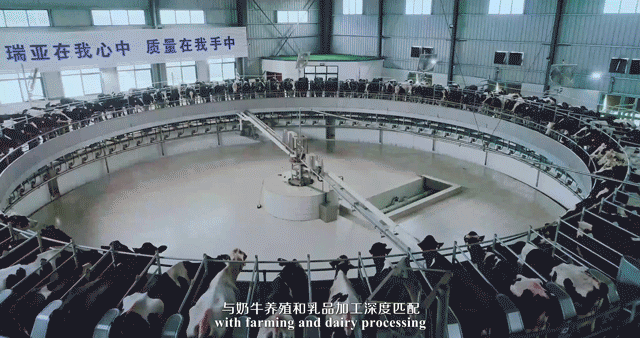 快訊 | 河南省委常委、省紀委書記、省監委主任任正曉蒞臨花花牛乳業集團新蔡瑞亞牧場調研